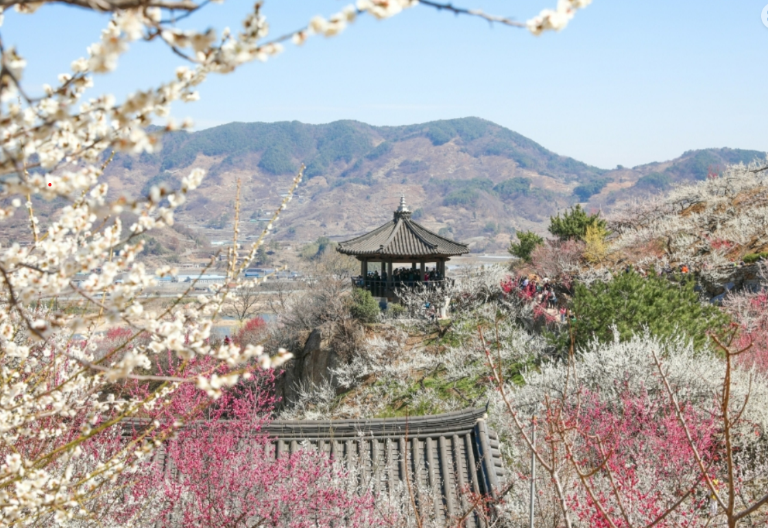 광양매화축제 / 광양 시청 홈페이지