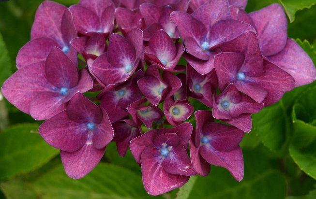 수국 개화 시기
