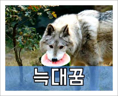 늑대 꿈해몽