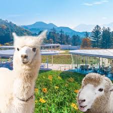 10. 경기도 가볼만한곳 - 가평양떼목장카페