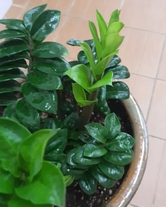 보석금전수 물주기 키우기 잎꽂이 꽃 노란잎 관리 재물운_19