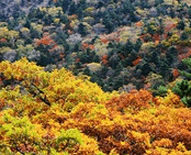 단풍여행 1박2일 버스 단풍구경