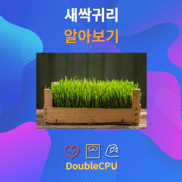 새싹귀리 알아보기