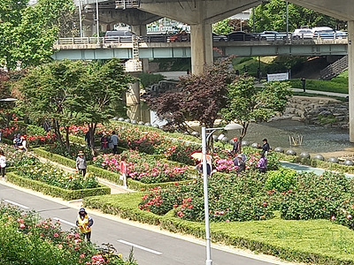 중랑천 장미정원 사진