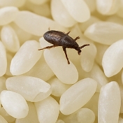 쌀벌레 없애는법