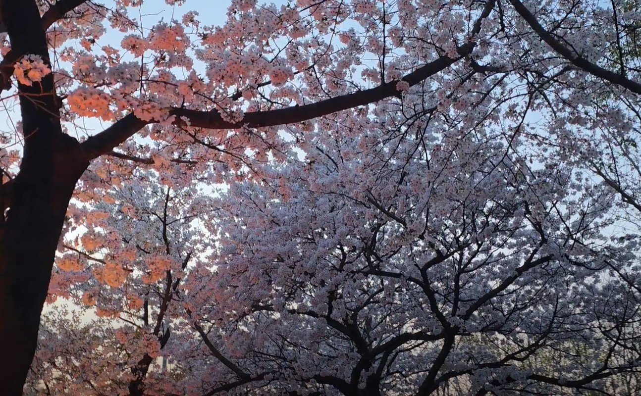 여의도 벚꽃 라떼와 밤산책