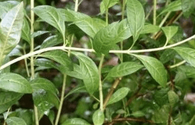 헤나염색 성분 사용방법 주의사항 부작용 상품비교