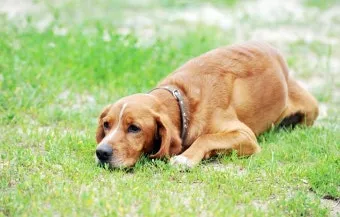 강아지 췌장암 증상 진단 치료법 안내_20