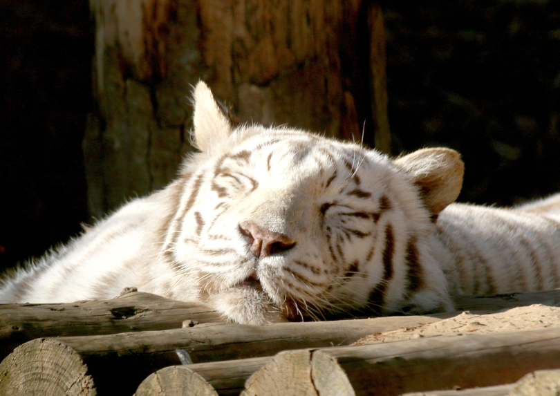 춘곤증-봄-낮잠-피로
