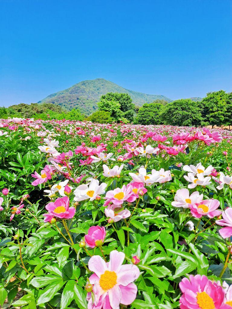 옥정호 작약 꽃밭