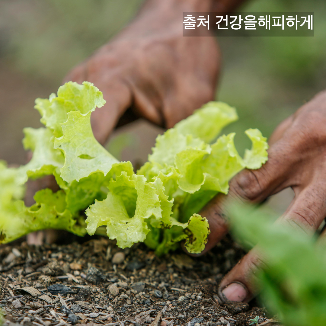 상추의 효능 부작용 칼로리 다이어트할 때 꼭 알아야 할 상극 음식