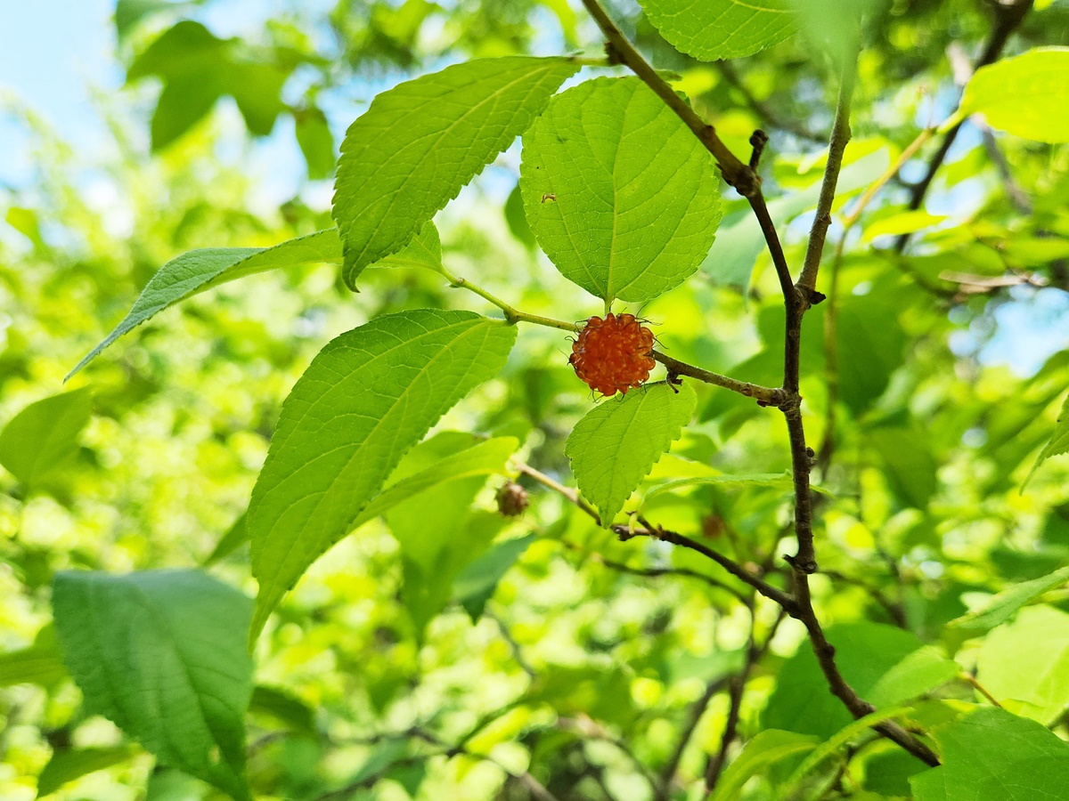 닥나무