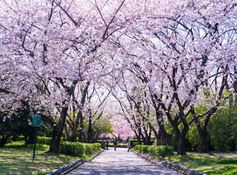 쇼나이 녹지 원내 굴지의 벚꽃터널