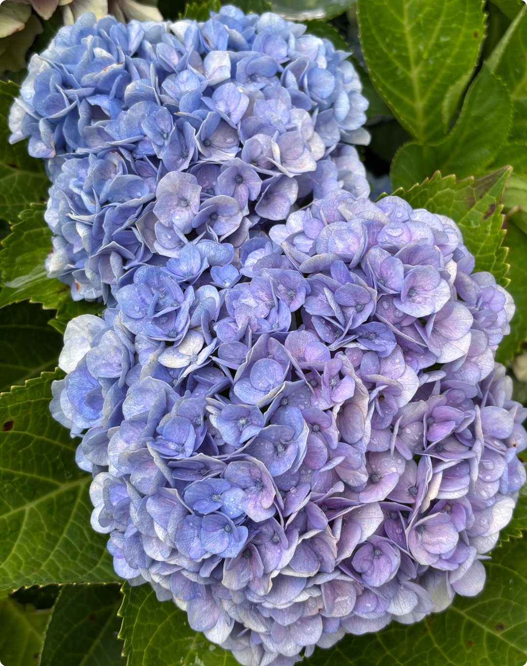 보라수국
