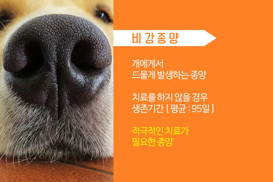 강아지 몸에 혹 악성종양 구분 세포검사 후기 사례집_8