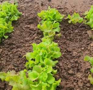 7월에 심는 채소1