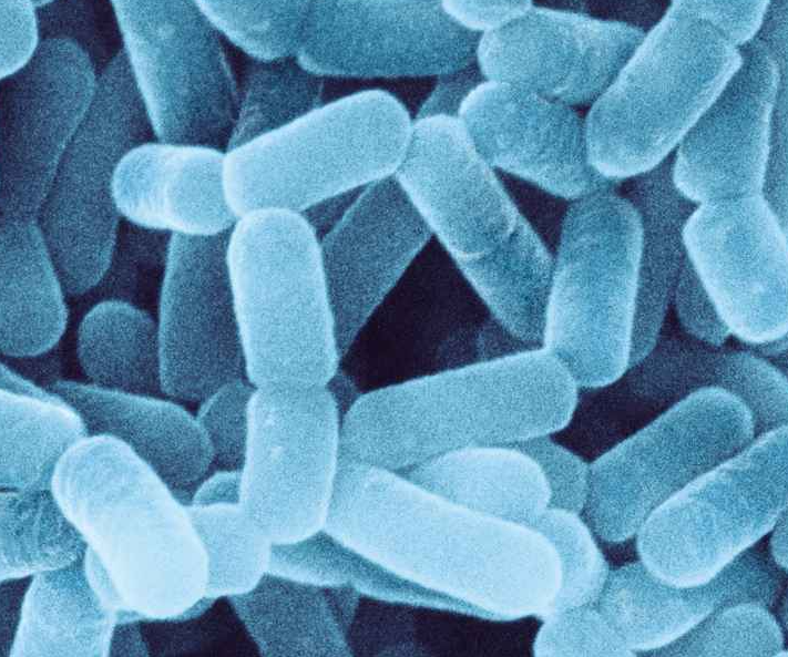 프로바이오틱스 추천