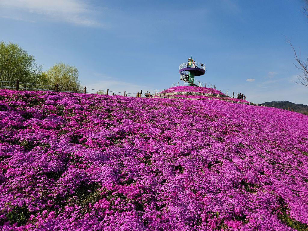 [5월 축제]창포원❘2025 거창에 온 봄 축제, 아리미아꽃축제,거창한 산양삼 축제