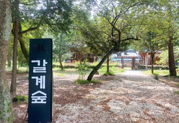 [경남 여행지 추천] 거창 가볼만한 곳 베스트 10 갈계숲