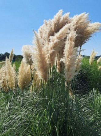 가을에 꼭 가야 하는 억새 명소