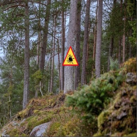 라임병 증상, 원인 및 진단과 치료 예방법