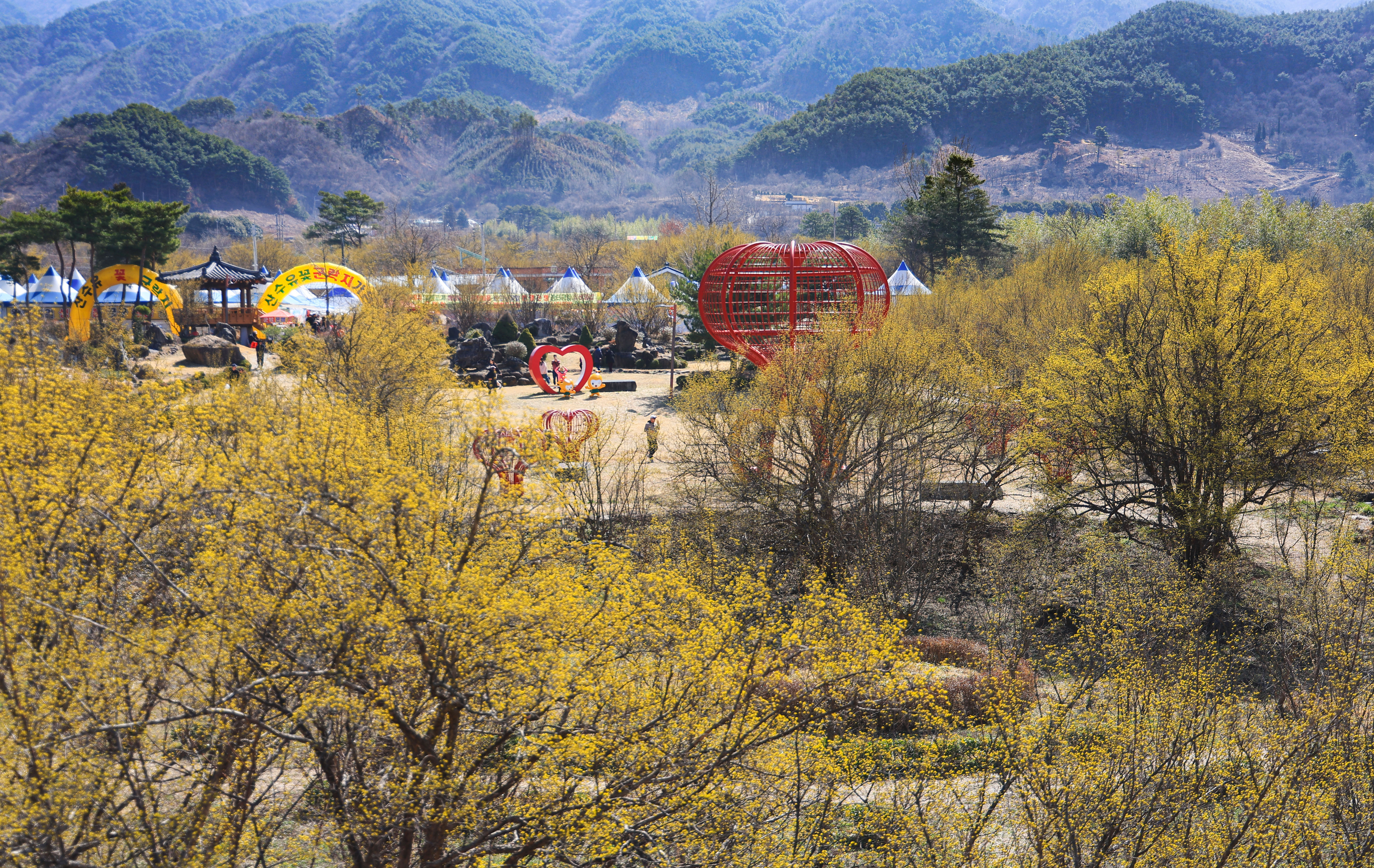 구례 산수유꽃 축제 관련 사진
개화 상황