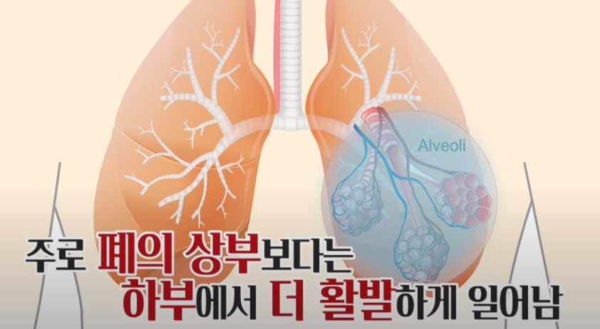 폐의 하부에서 산소교환이 발생