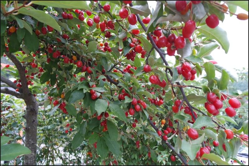 보리수 열매 효능