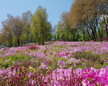 군포 철쭉축제_9