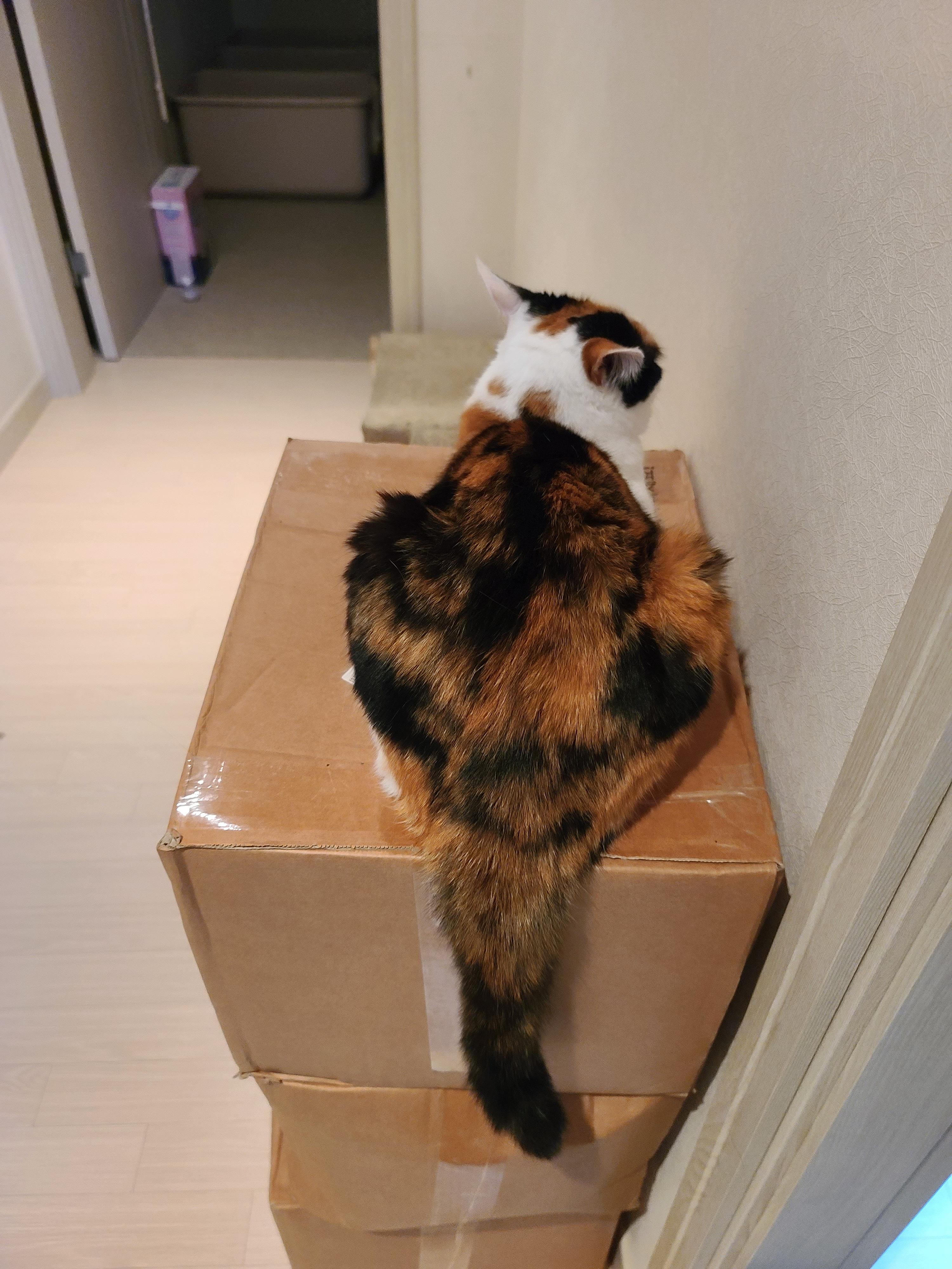 꼬리로 대답하는 고양이 요미.(feat.고양이 꼬리언어 몇가지)