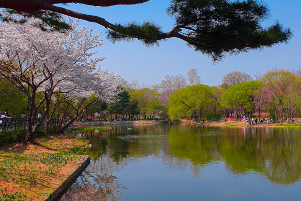 2025년 서울 벚꽃 명소 추천 (여의도 제외)