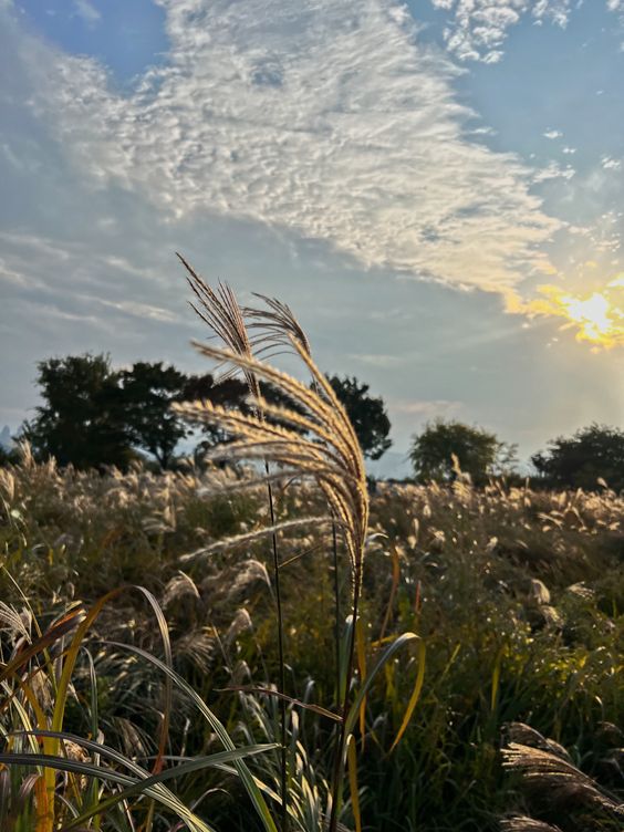 서울 억새축제