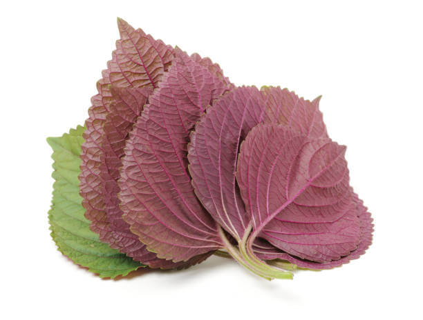 깻잎 효능 12가지와 부작용 및 하루 권장량 보관법 고르는 법