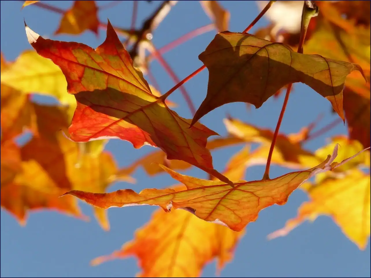 삼성 노트북 드라이버 다운로드 센터
