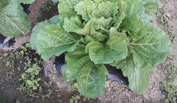 곰보배추 파종시기와 거름 주는 방법 알아보기 1