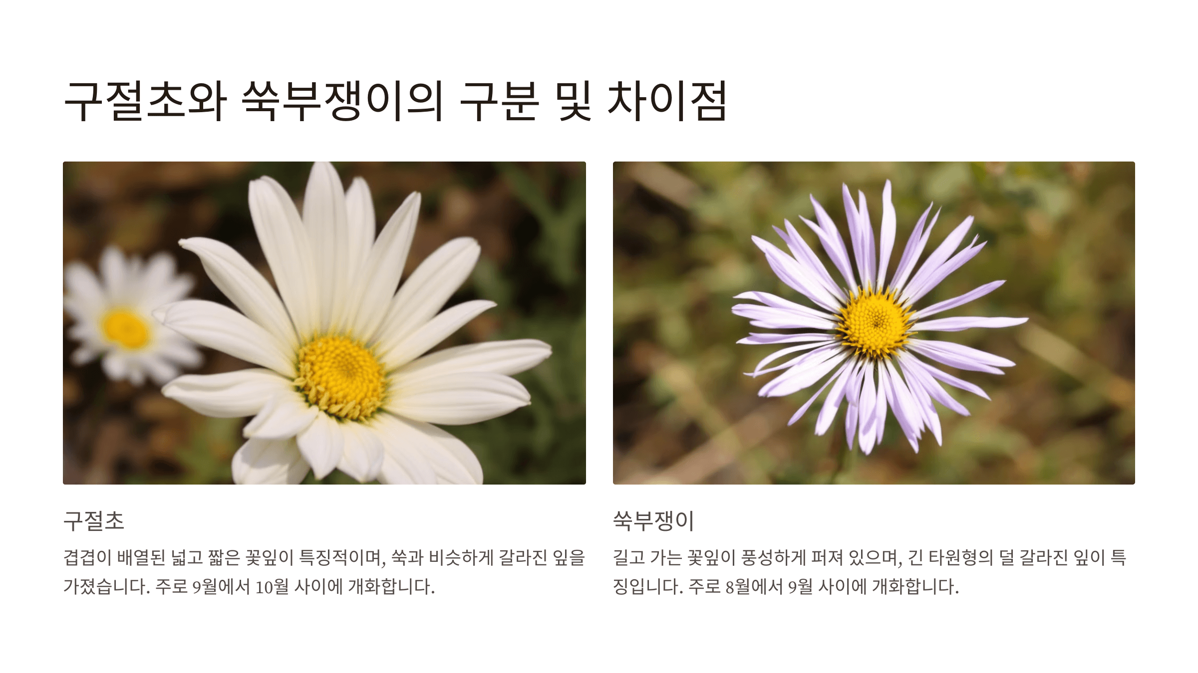 구절초 사진입니다.