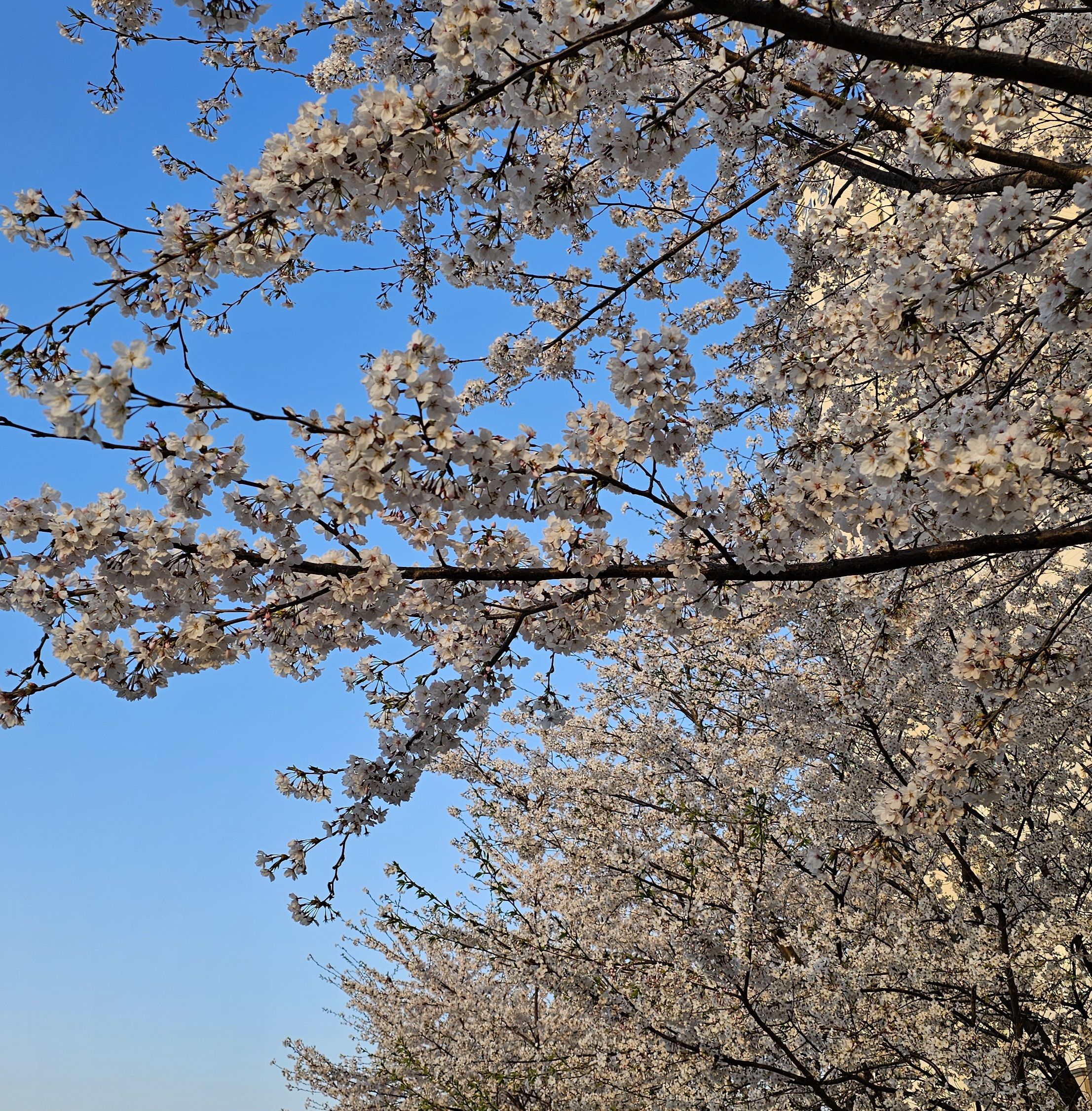 4월 벚꽃이 피어 있는 모습