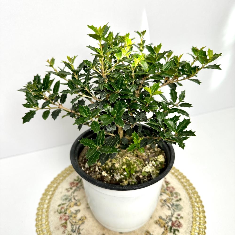 은목서 나무 꽃 키우는 법