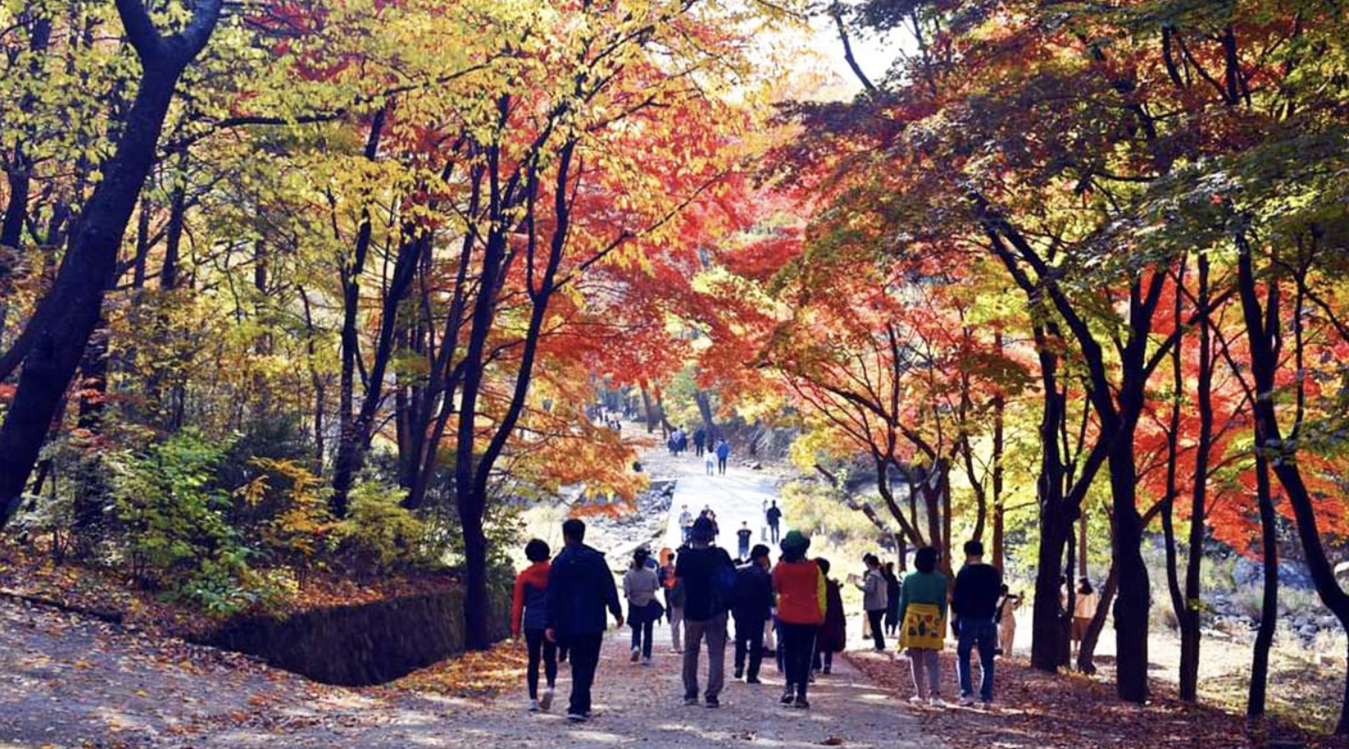 58년 만에 열린 안양의 비밀의 숲, 서울대 안양수목원 전면 개방! 시민들이 꼭 알아야 할 모든 정보