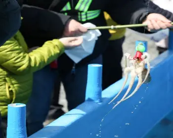 서천 동백꽃 주꾸미 축제_9
