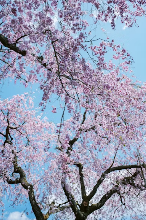 밤 벚꽃 구경 후 필수 코스! 꿀잠 보장하는 디카페인 스페셜티 로컬 카페 추천