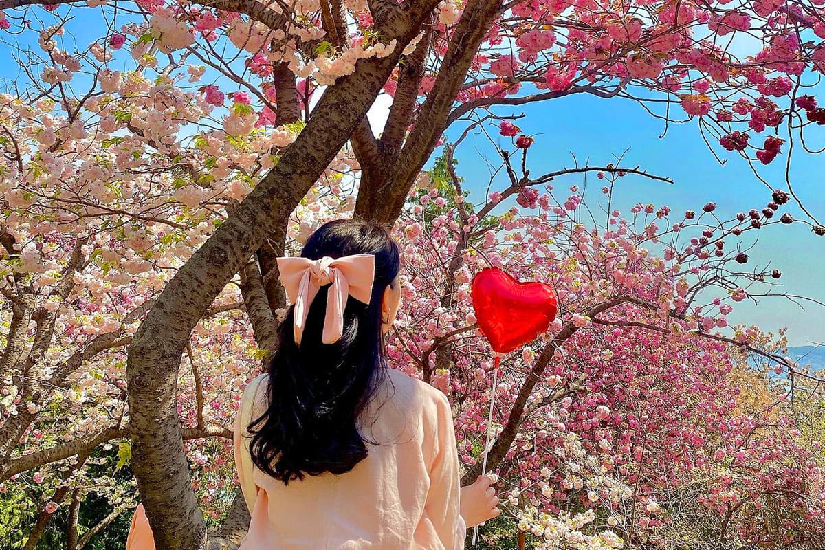 부산민주공원-겹벚꽃