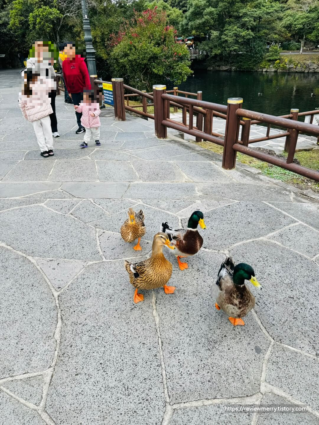 오리사진
