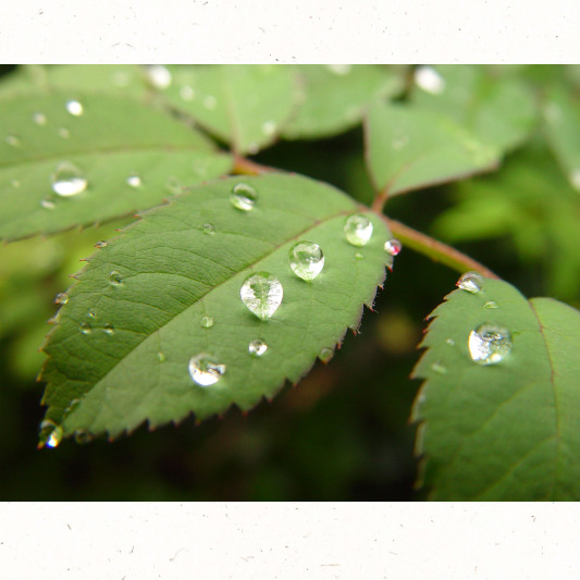 풀잎에 맺힌 하얀 이슬