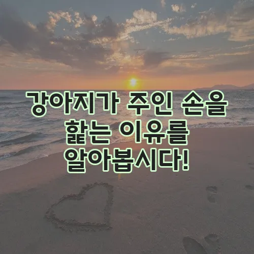강아지가 주인 손을 핥는 이유를 알아봅시다!