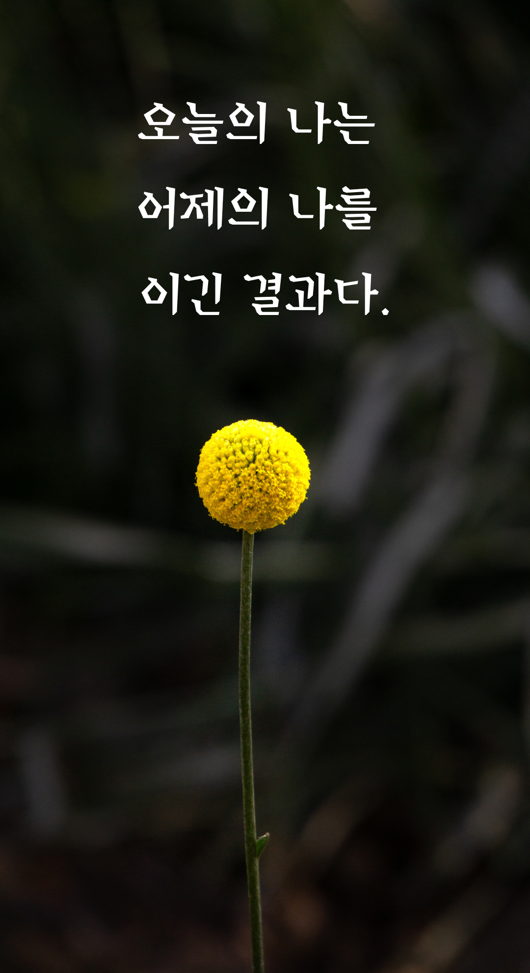 성공 글귀 짧고 좋은 글 명언 문구 배경화면 모음 이미지 사진 글