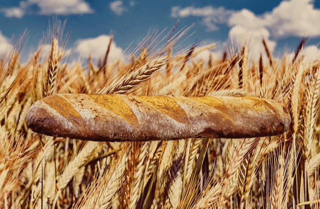 잘 익은 우런 곡식들이 있고 기다란 바게트 빵이 가로로 그려졌다.