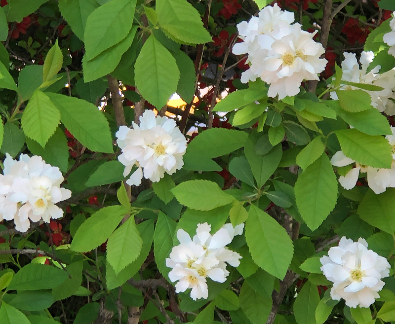 가침박달 꽃2