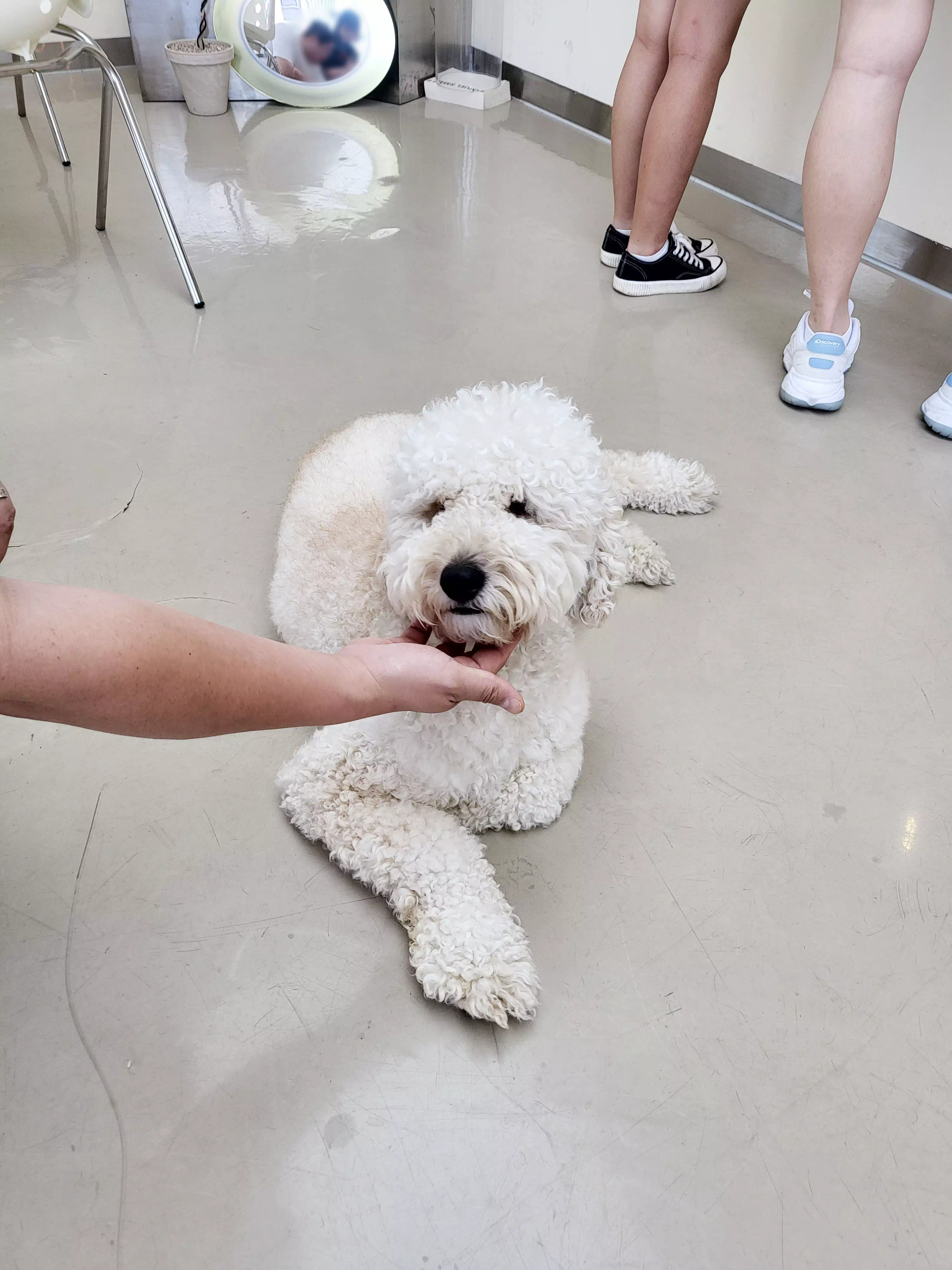 귀여운 오후