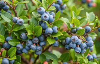 블루베리 효능 먹는법 하루 섭취량 쥬스_22